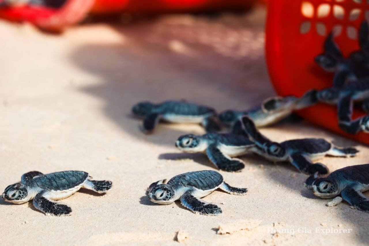 Mùa rùa biển đẻ trứng Côn Đảo