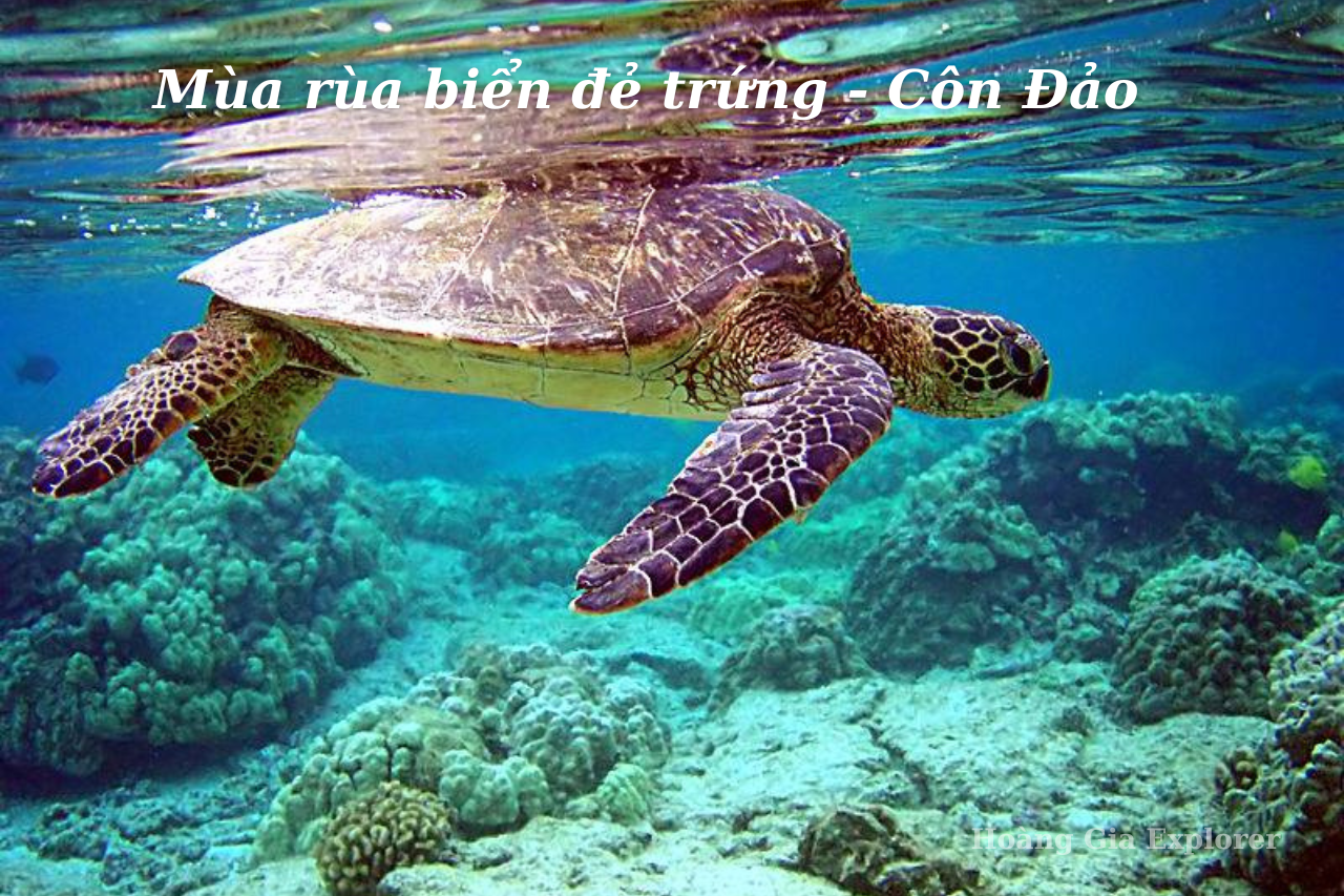 Mùa Rùa (Vích) Đẻ Trứng Ở Côn Đảo – Trải Nghiệm Thiên Nhiên Kỳ Diệu